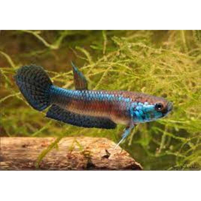 (WBP-10) Unimac Lamtimojang wild betta pair
