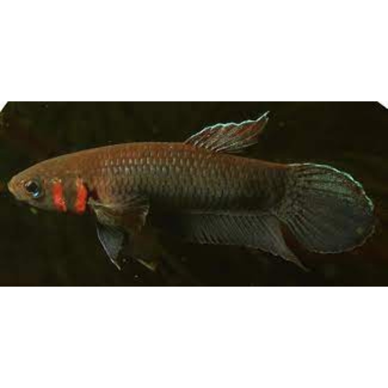 (WBP-14)Mandor wild betta