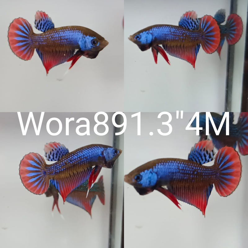 (WORA-891) BLUE SIAMORIENTALIS RED TAIL MALE BETTA
