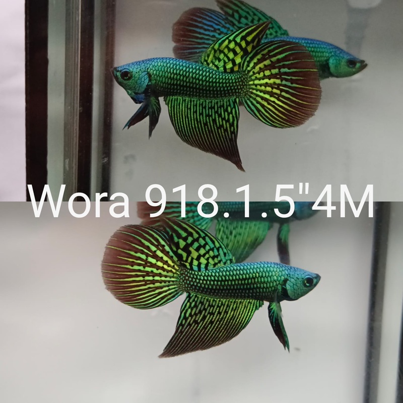 (WORA-918) Green alien hybrid long tail