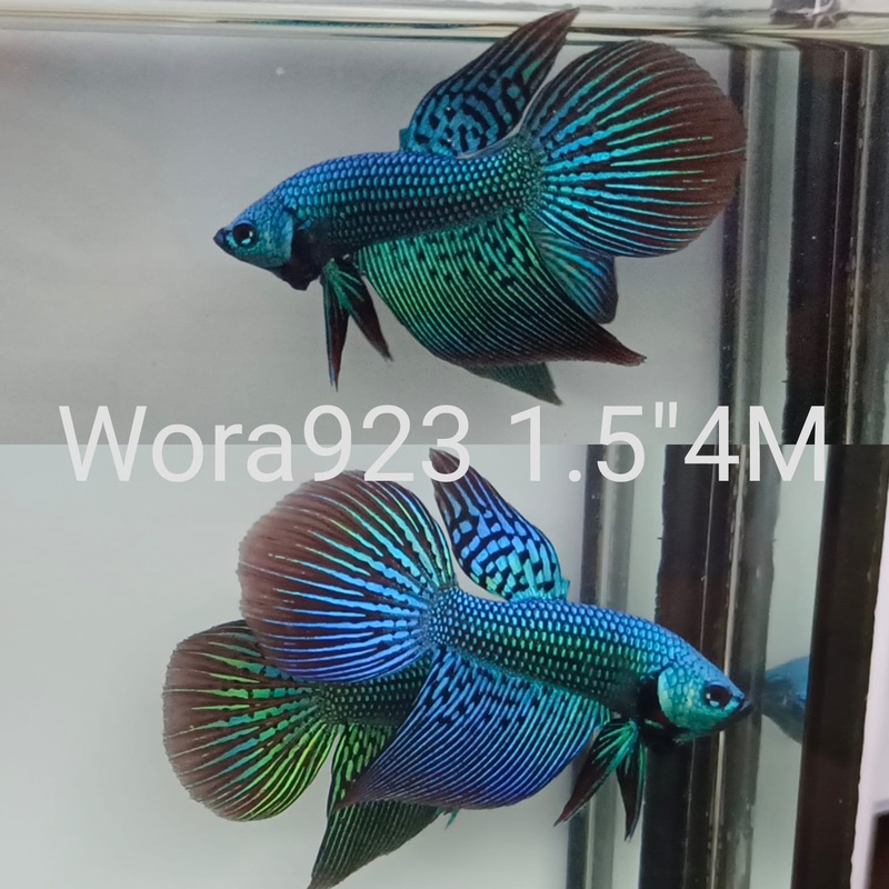 (WORA-923) TURQUOISE ALIEN HYBRID LONG TAIL