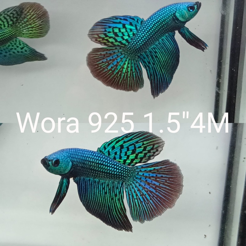 (WORA-925) TURQUOISE ALIEN HYBRID LONG TAIL