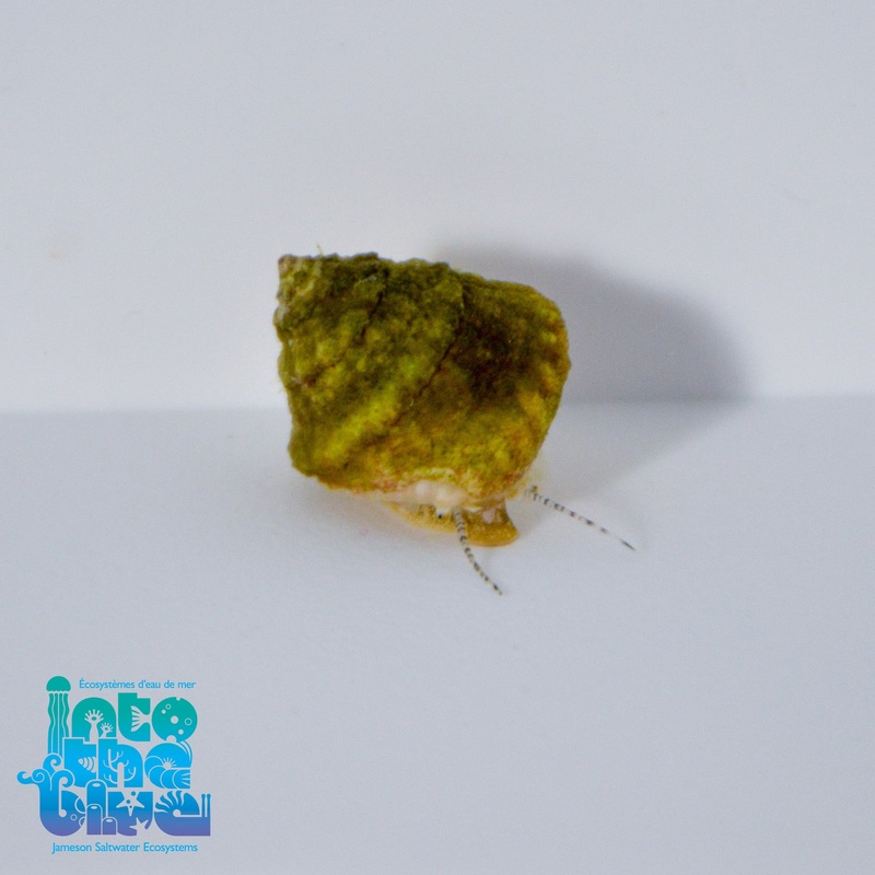 Astrea Snail