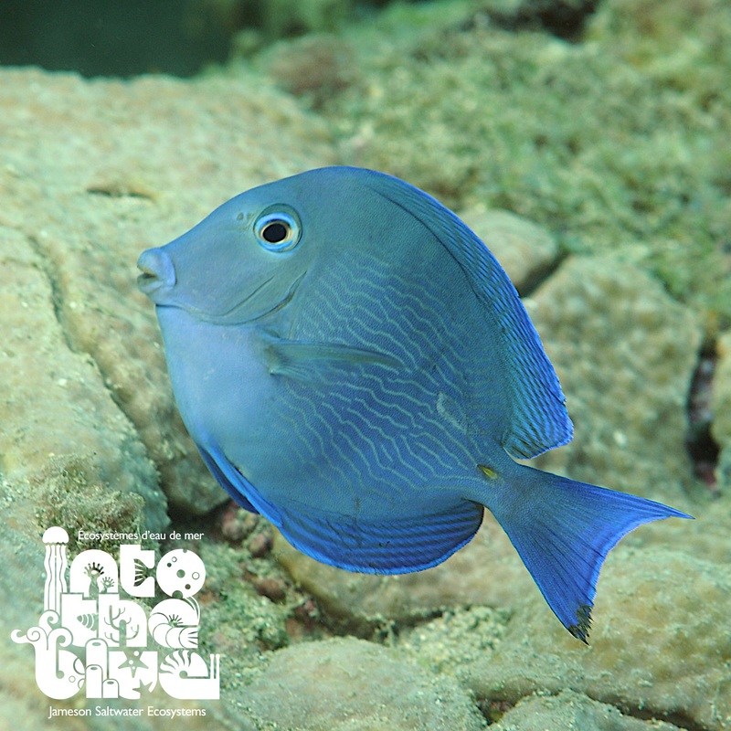 Atlantic Blue Tang