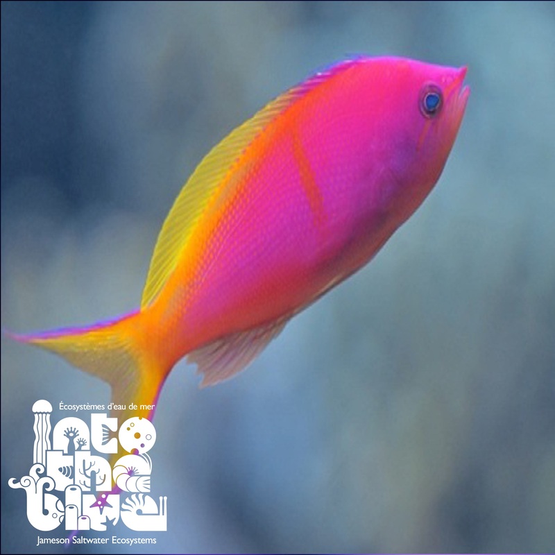 Bartlett's Anthias