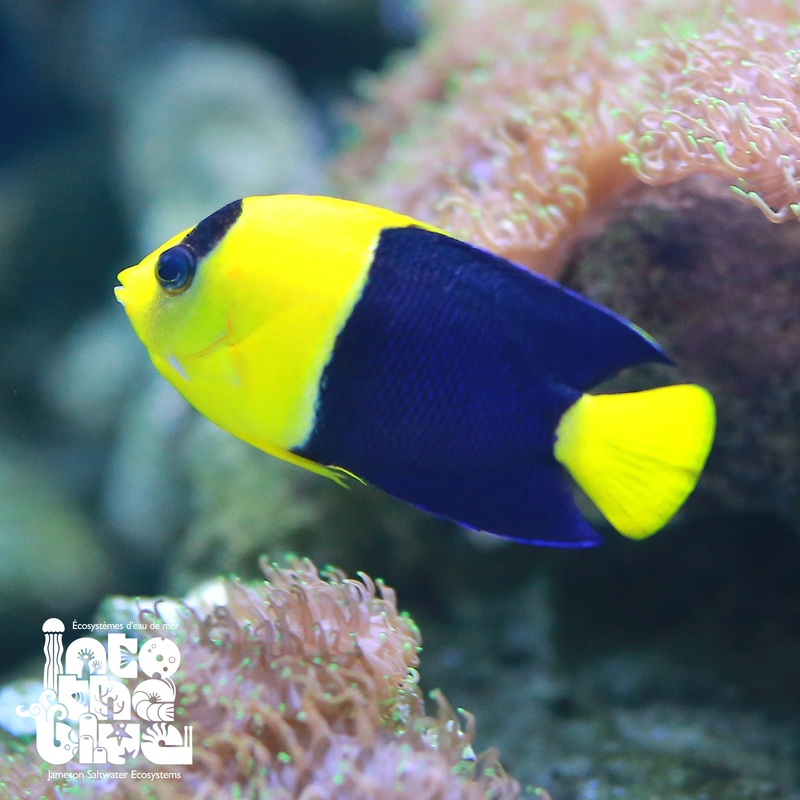 Bicolour Angelfish