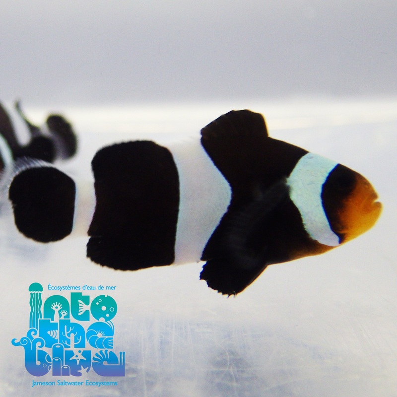 Black Darwin Oscellaris Clownfish