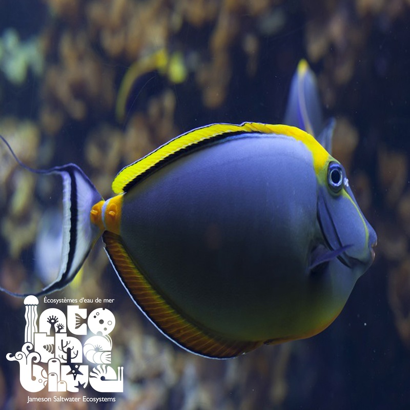 Blonde Naso Tang