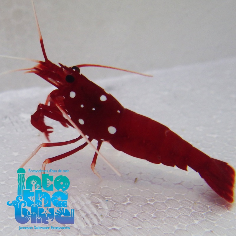 Blood Shrimp