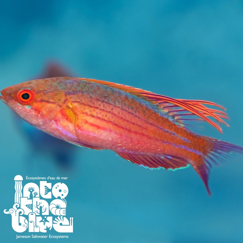 Blue Flasher Wrasse