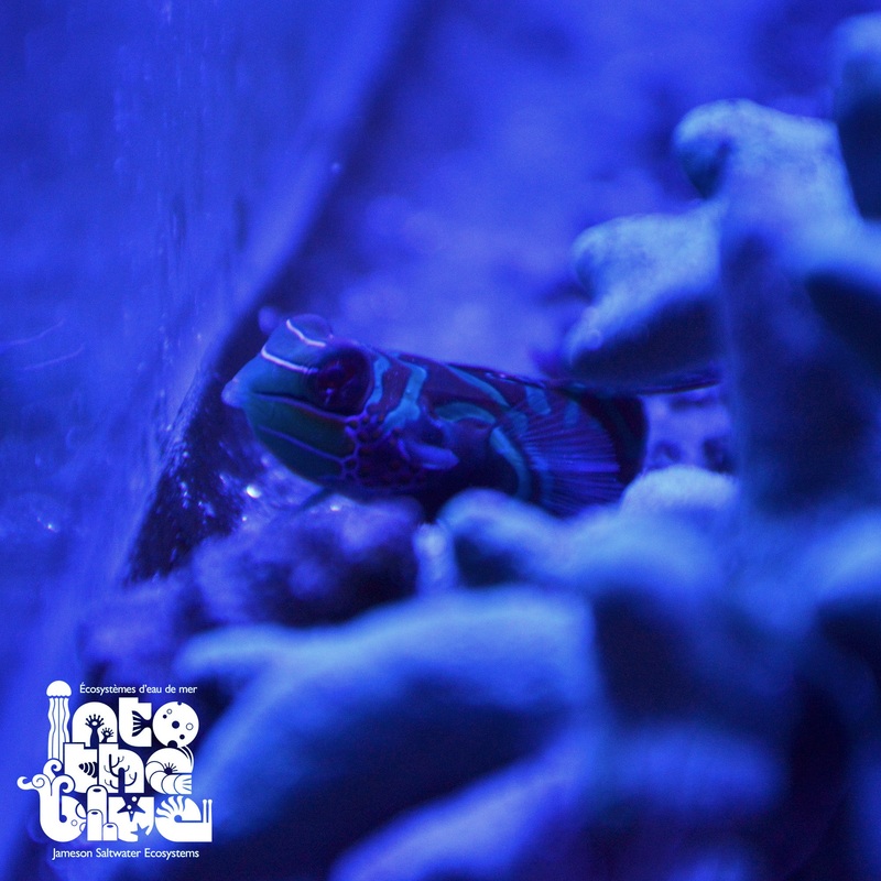 Blue/Green Mandarin Goby