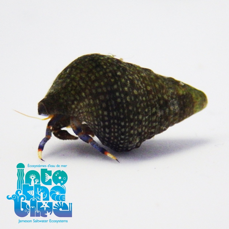 Blue Legged Hermit Crab