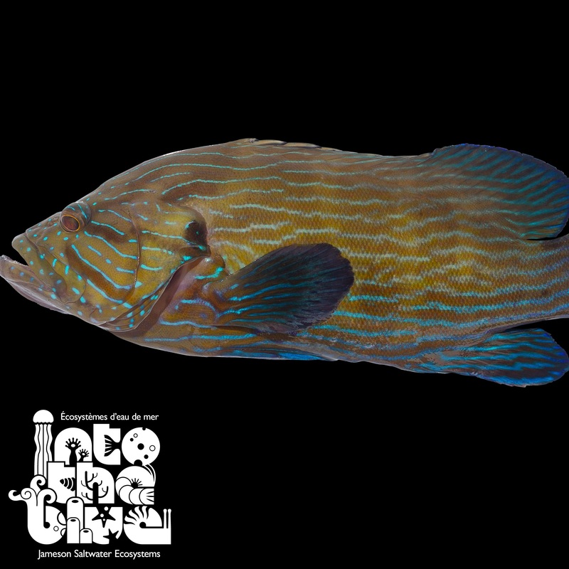Blue Line Grouper