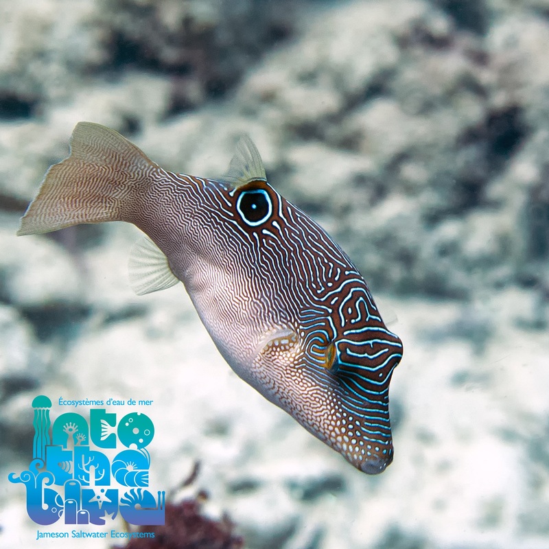 Blue Spotted Toby Puffer