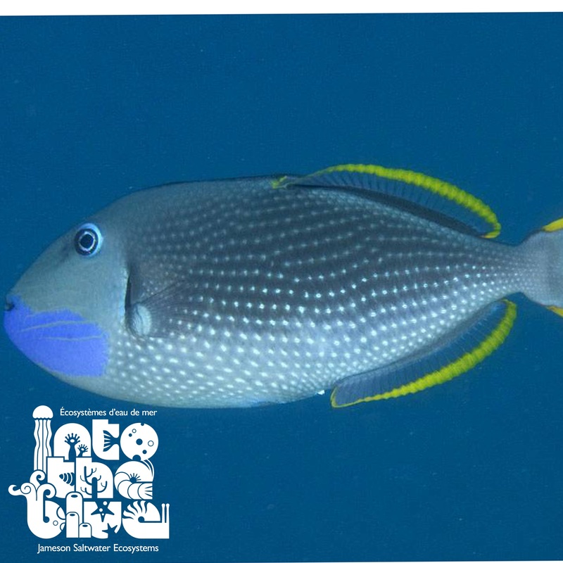 Blue Throat Triggerfish