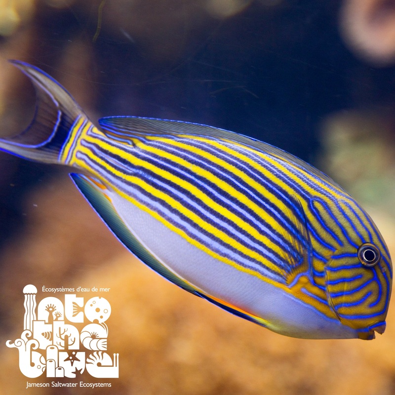 Clown Tang