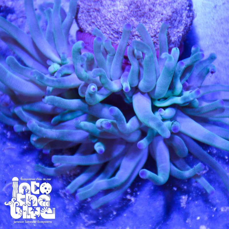 Condi Anemone