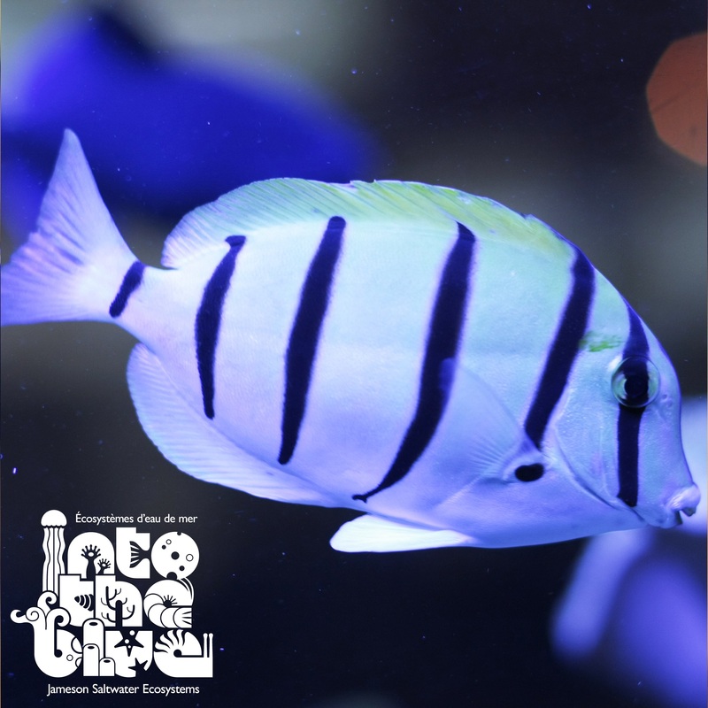 Convict Tang