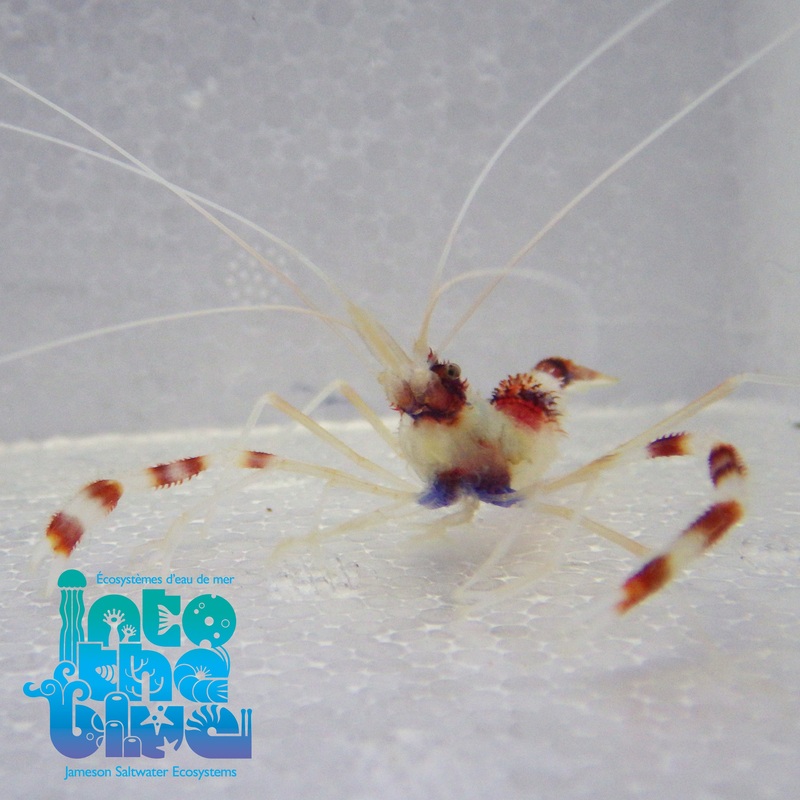 Coral Banded Shrimp