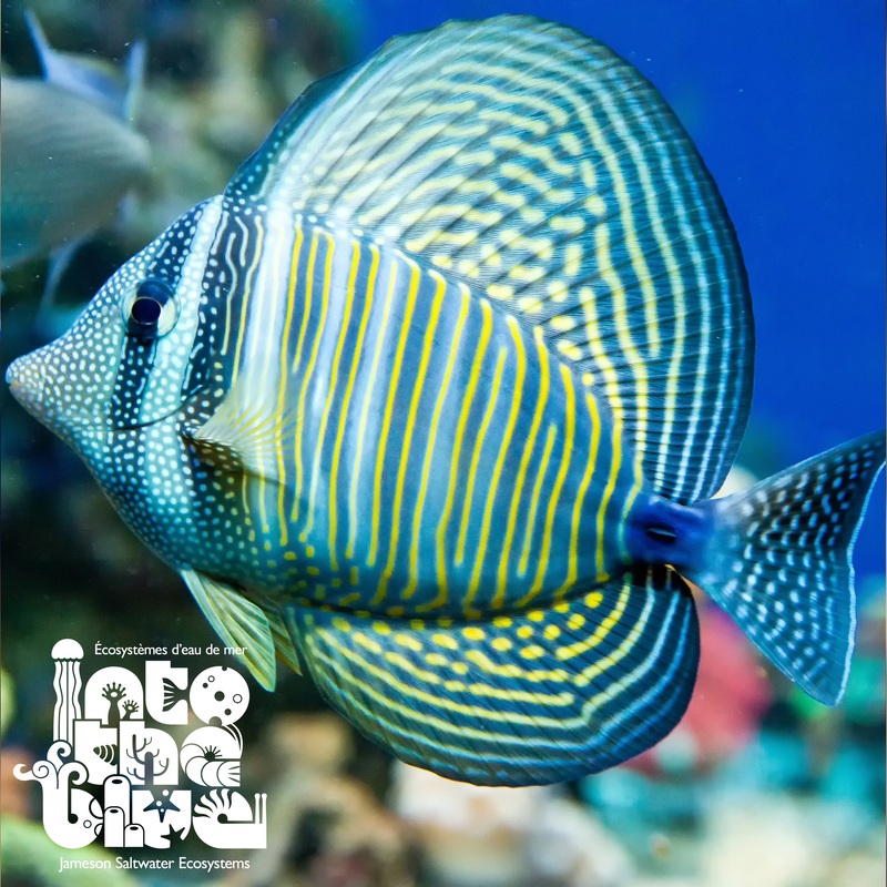 Desjardini Sailfin Tang