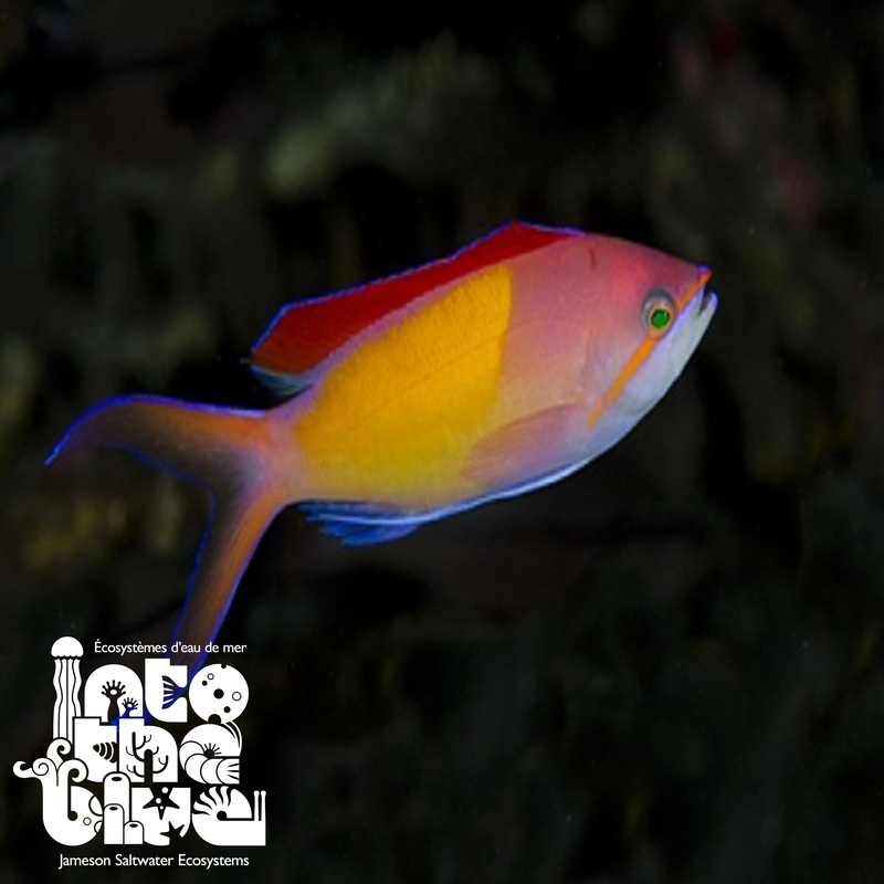 Dispar Anthias