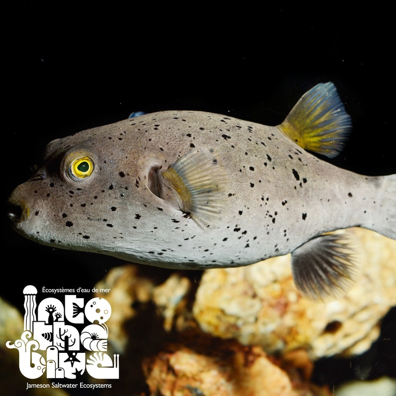 Dogface Puffer
