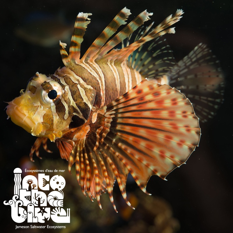 Dwarf Zebra Lionfish