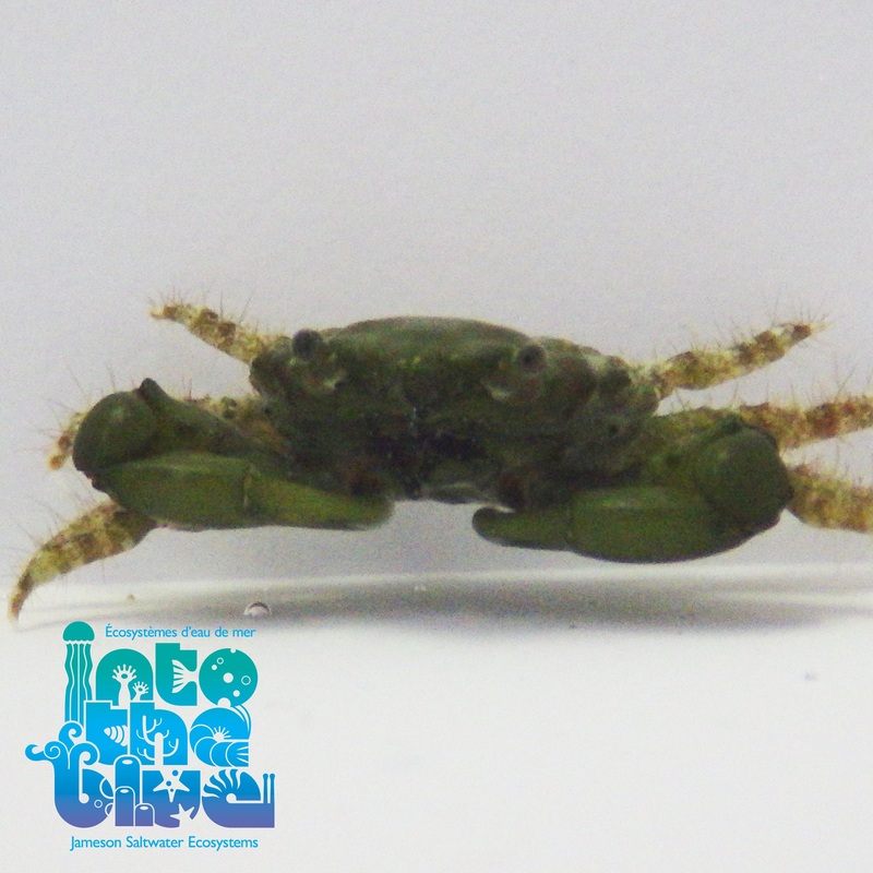 Emerald Crab