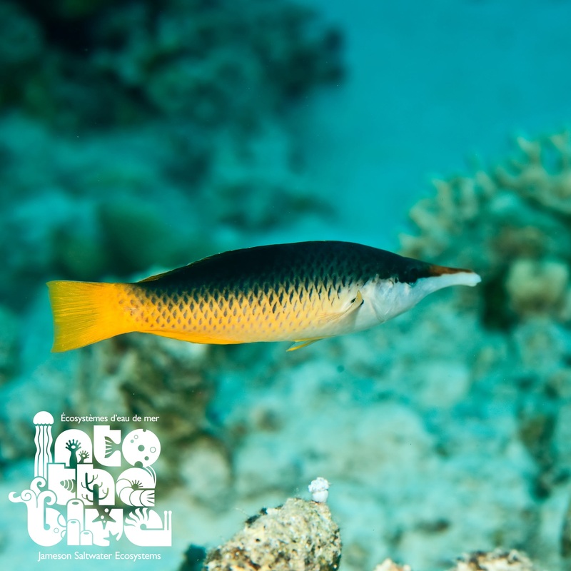 Female Bird Wrasse