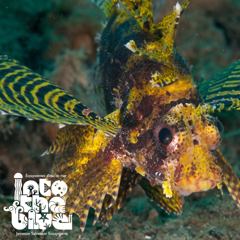 Fuzzy Dwarf Lionfish