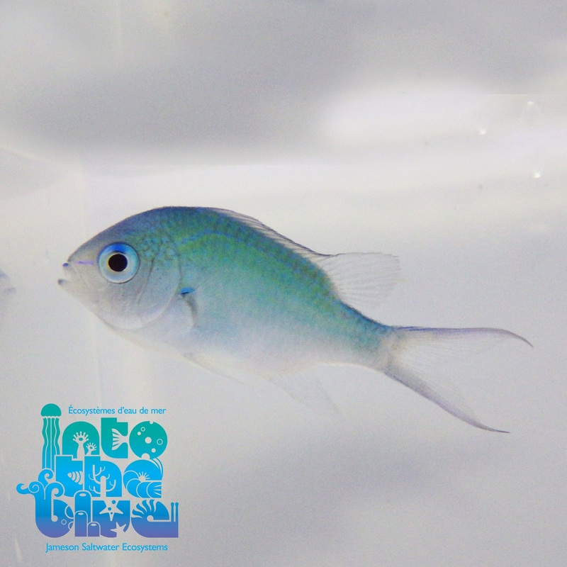 Green Chromis
