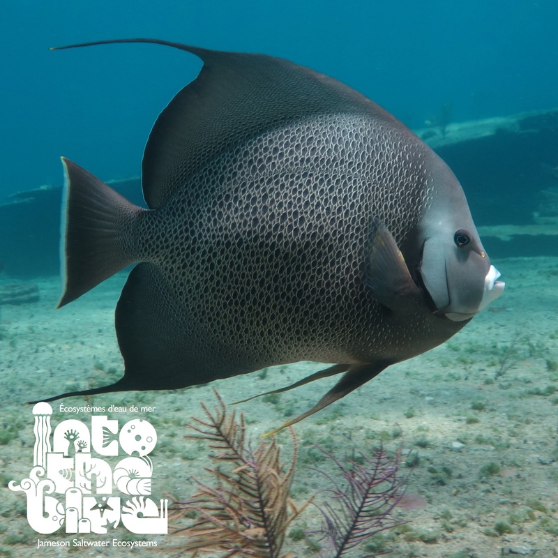 Grey Angelfish