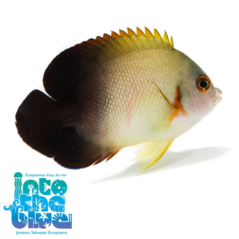 Half Black Angelfish