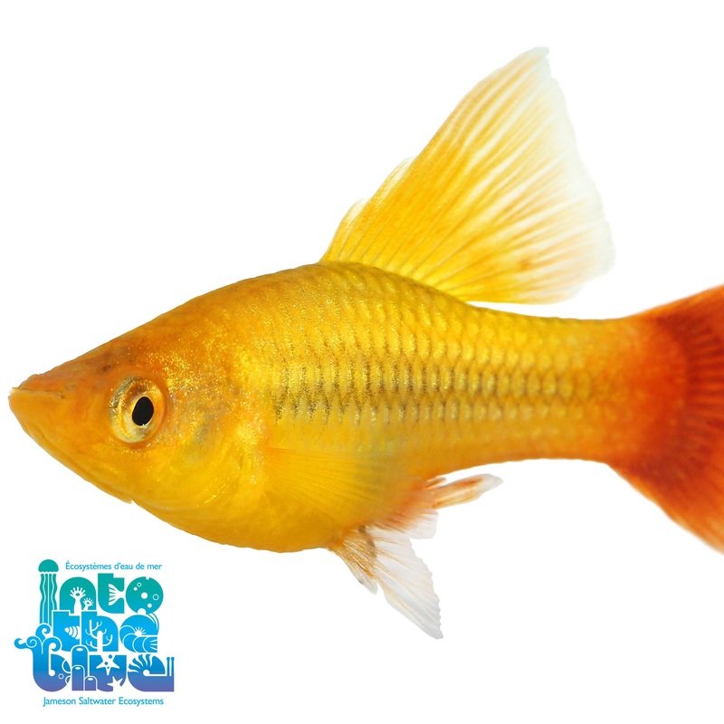 Hi Fin Platy