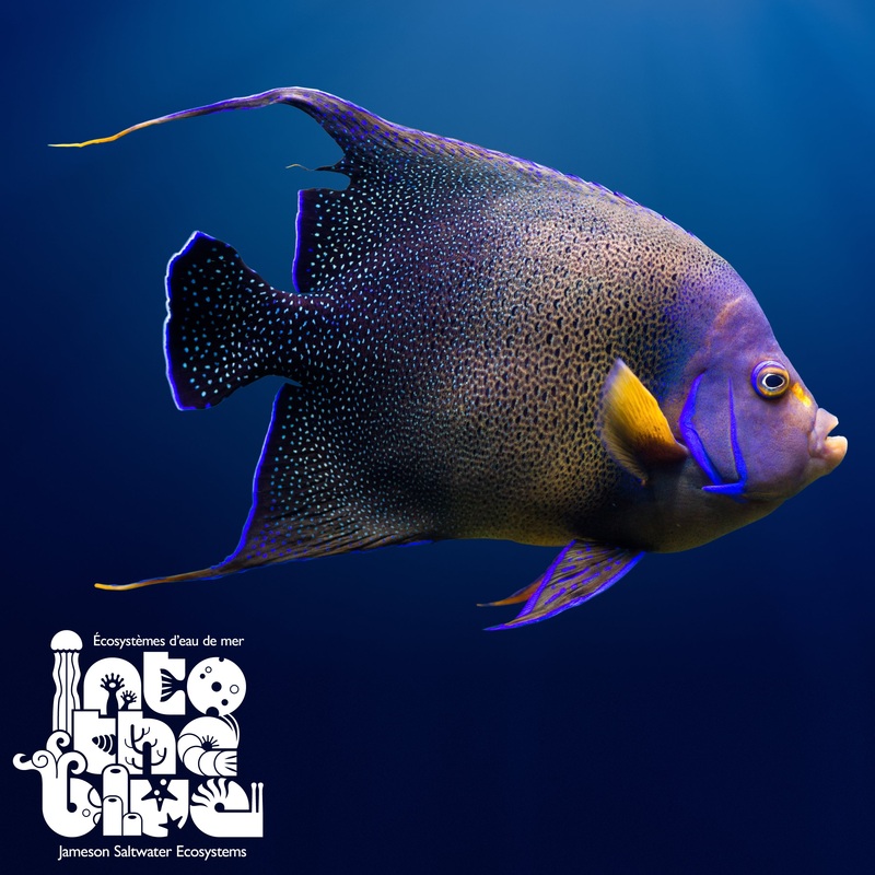 Koran Angelfish