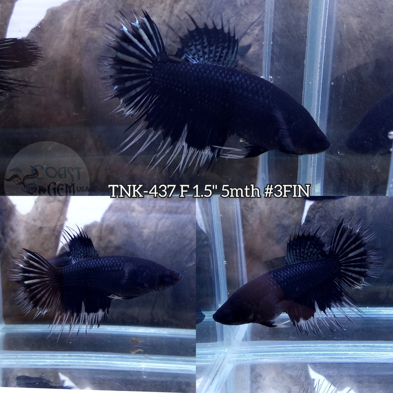 Live Female Betta Black Orchid Crowntail (TNK-437) S346 what you see what you get!!