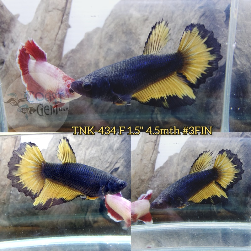Live Female Betta Black Yellow mustard Halfmoon (TNK-434) S342 what you see what you get!!