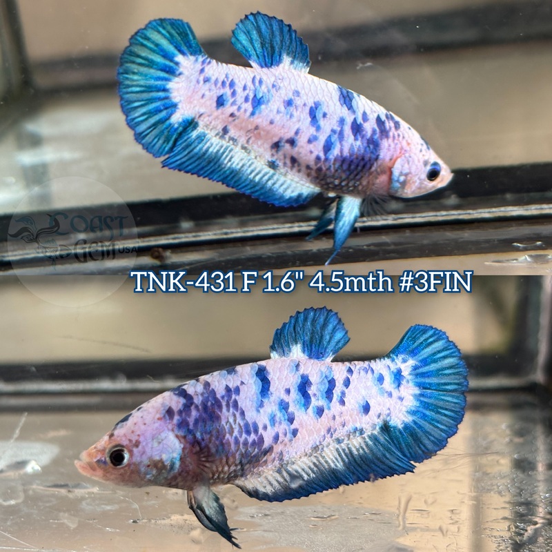 Live Female Betta Blue Marble Polkadot Plakad (TNK-431) S339 what you see what you get!!