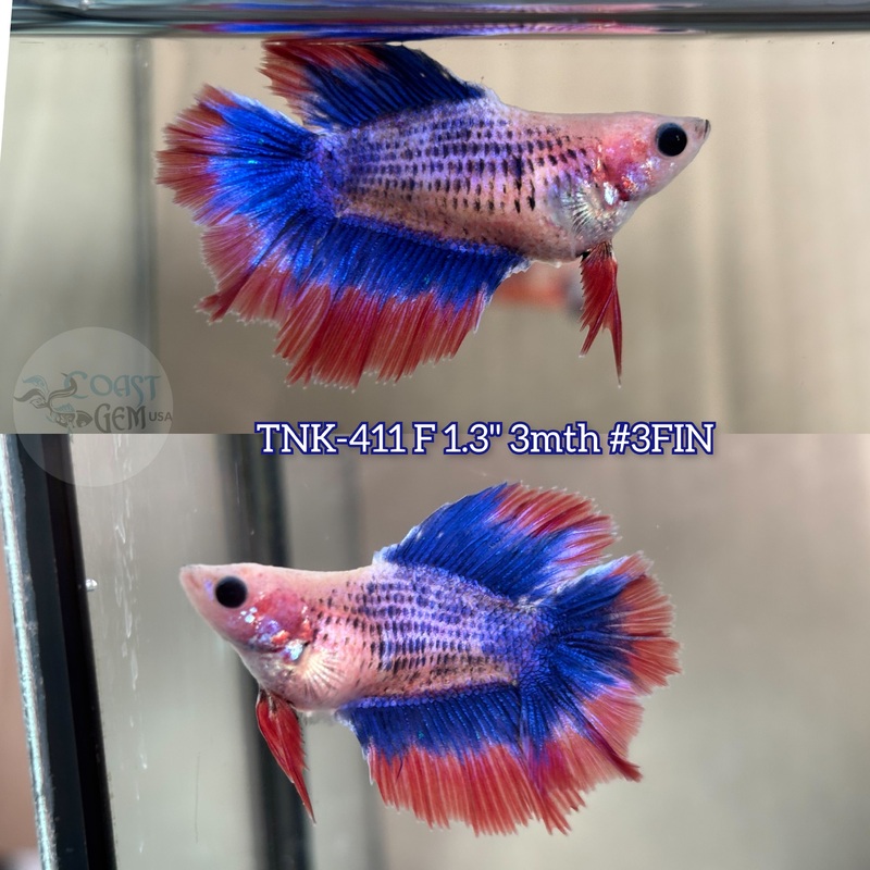Live Female Betta Fancy Red Blue Muscot Doubletail Halfmoon (TNK-411) S201 what you see what you get!!