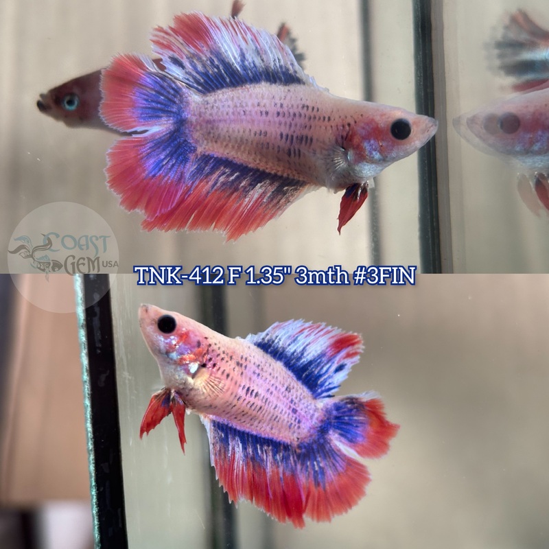 Live Female Betta Fancy Red Blue Muscot Doubletail Halfmoon (TNK-412) S202  what you see what you get!!