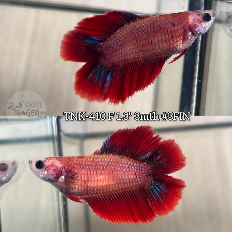 Live Female Betta Fancy Red Muscot Doubletail Halfmoon (TNK-410) S200 what you see what you get!!