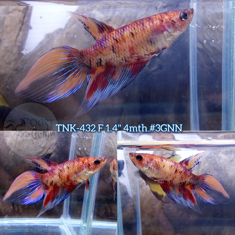 Live Female Betta Nemo Koi Velitail (TNK-432) S340 what you see what you get!!