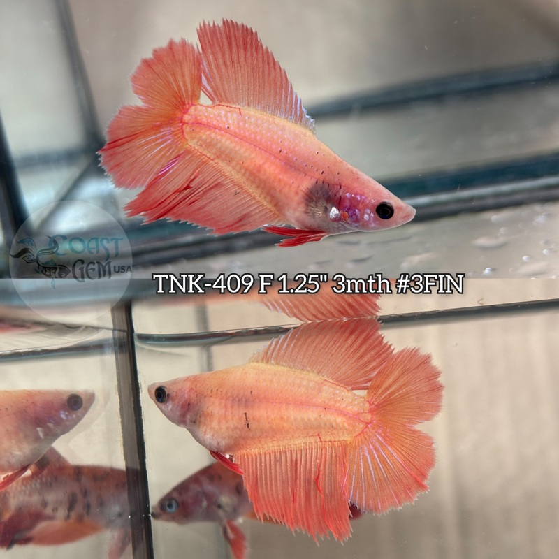 Live Female Betta Orange Solid color Doubletail Halfmoon (TNK-409) S198 what you see what you get!!