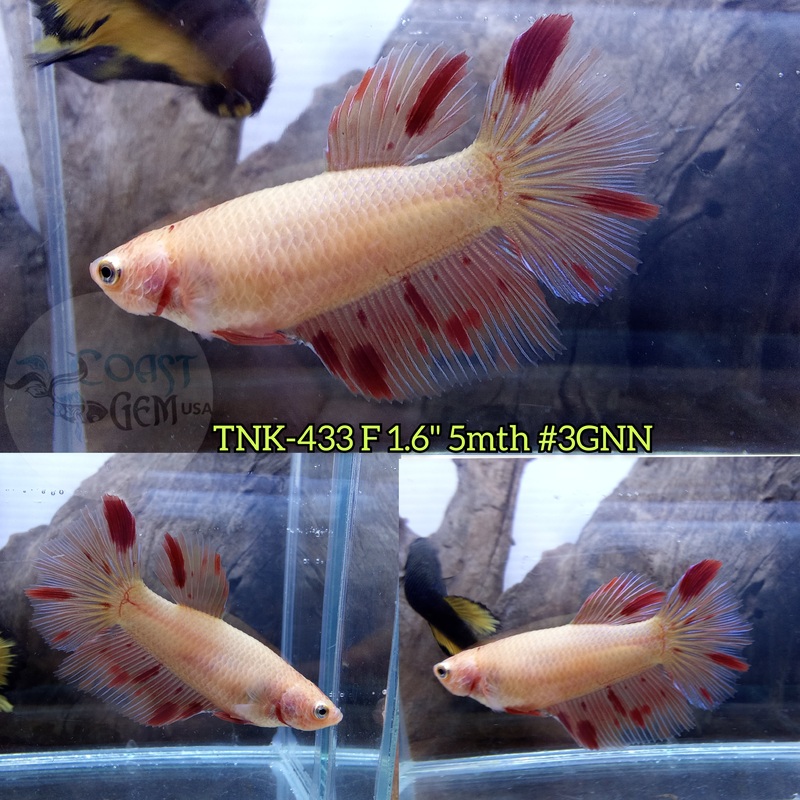 Live Female Betta Orange Vanda Armageddon Halfmoon (TNK-433) S341 what you see what you get!!