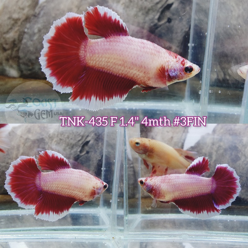 Live Female Betta Purple Salamander Halfmoon (TNK-435) S343 what you see what you get!!