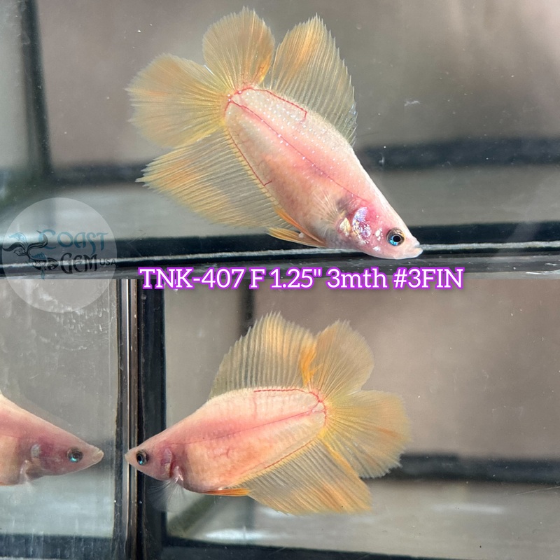 Live Female Betta Yellow Solid color Doubletail Halfmoon (TNK-407)  S144 what you see what you get!!