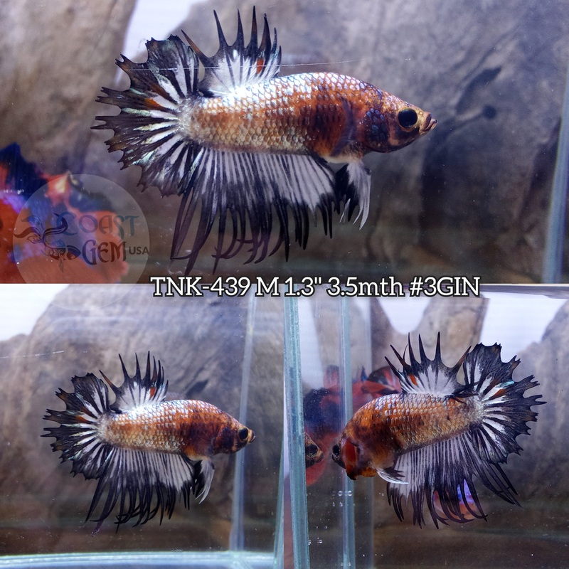 Live Male Betta Black Koi Crowntail Plakad (TNK-439) S346  what you see what you get!!