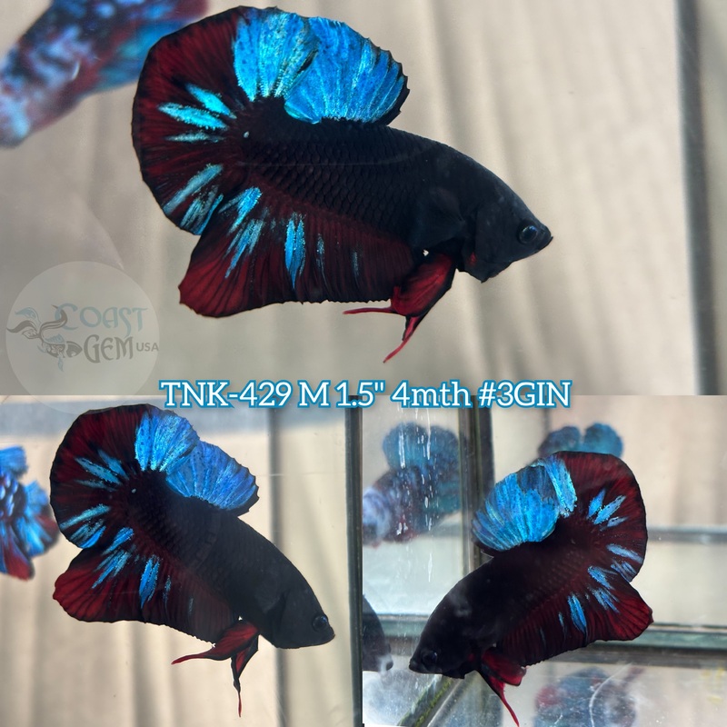 Live Male Betta Blue Black Light Plakat (TNK-429) S135 what you see what you get!!