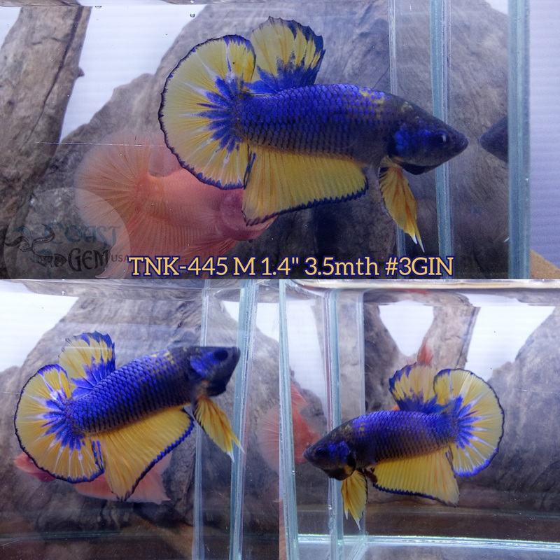 Live Male Betta Blue Yellow Mustard Plakad (TNK-445) S352 what you see what you get!!