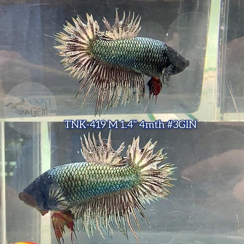 Live Male Betta Copper Dark Solid color Crowntail Plakat (TNK-419) S257 what you see what you get!!
